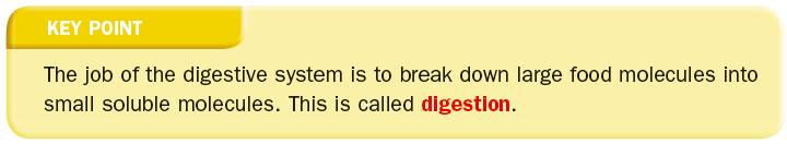 Digestion | Revision Science